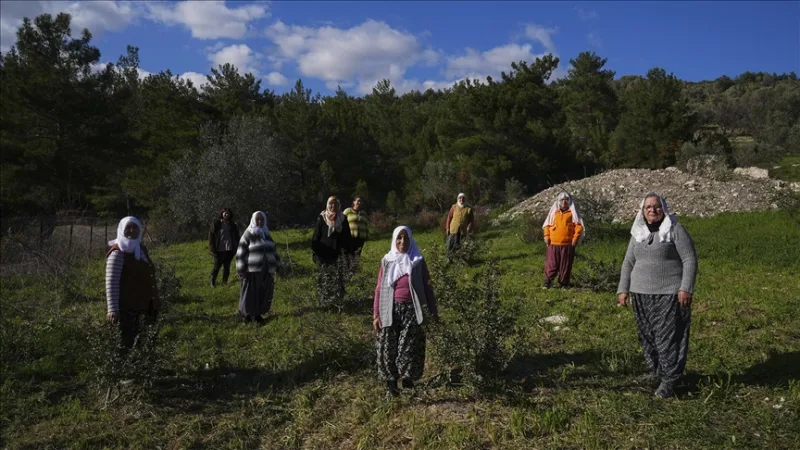한반도의 여성들이 자연 유산인 매스틱 나무에 활력을 불어넣었습니다.
